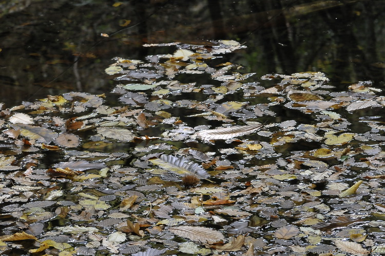 Il bosco nel chianti